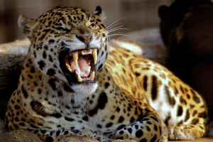 陈雨菲伤愈复出状态成疑,雅加达公开赛能否重现辉煌 陈雨菲伤愈复出状态成疑,雅加达公开赛能否重现辉煌